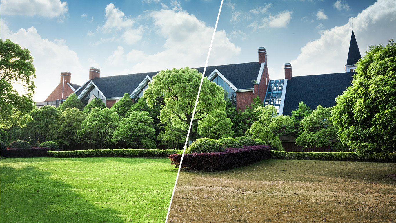 Yardful Lawn Care Before and After Transformation Georgetown TX