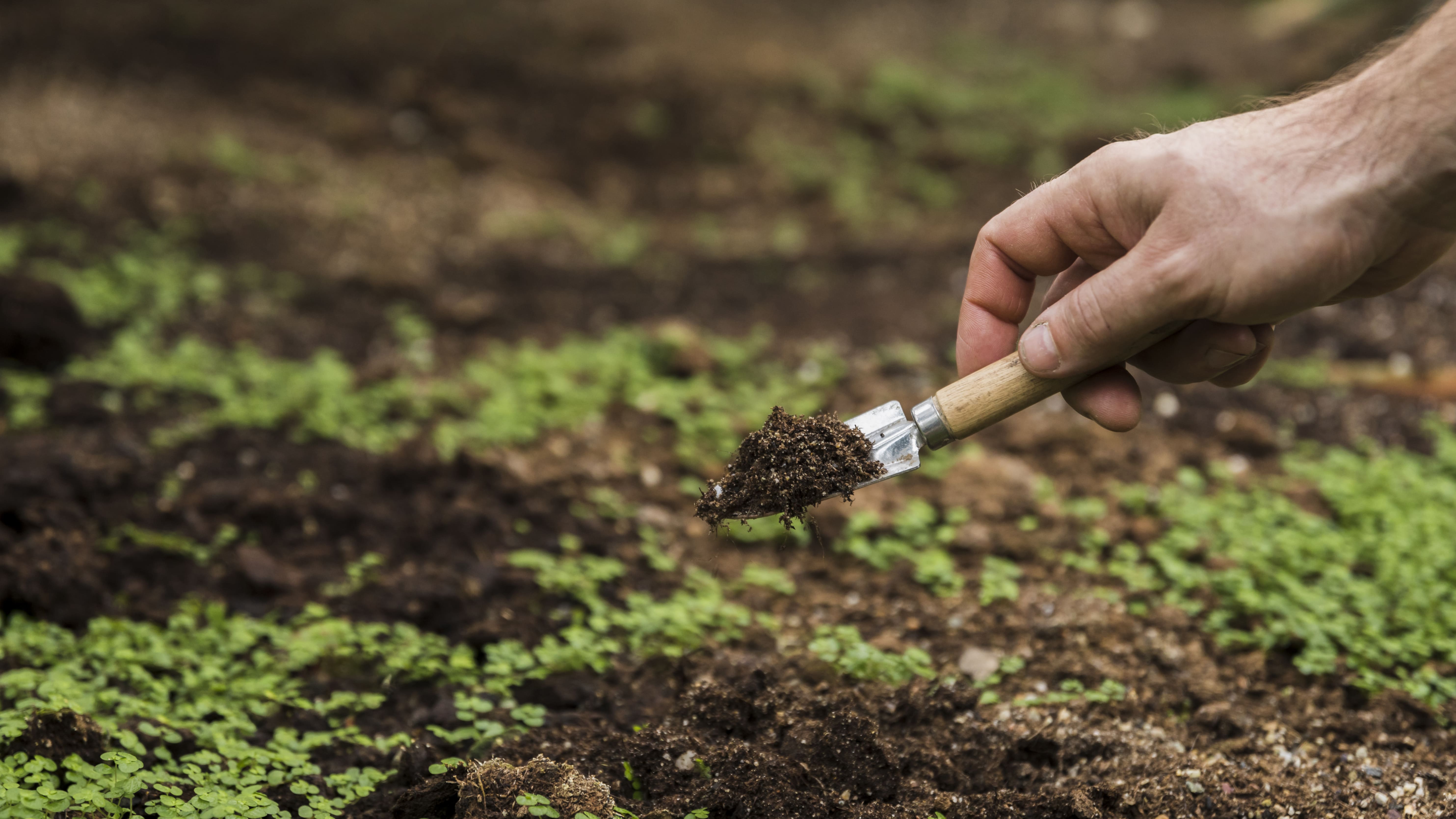 Landscaped garden with curved pathway